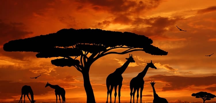 África Subsaariana Desponta: Fitch Antecipa Crescimento de 4% em 2024 com Estabilidade Econômica