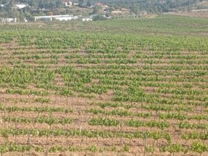 Vinhos com Cultura na Adega 23: Apresentação do livro «Campanha do Rossilhão» de Victor Carmona