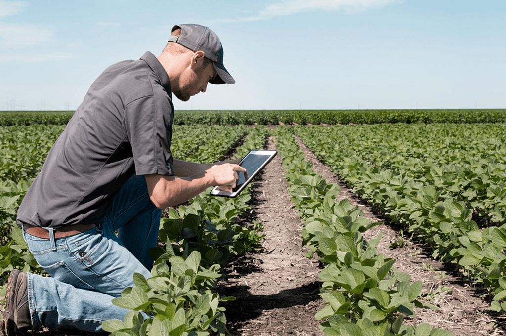 Agricultura precisa de trabalhadores estrangeiros para sobreviver